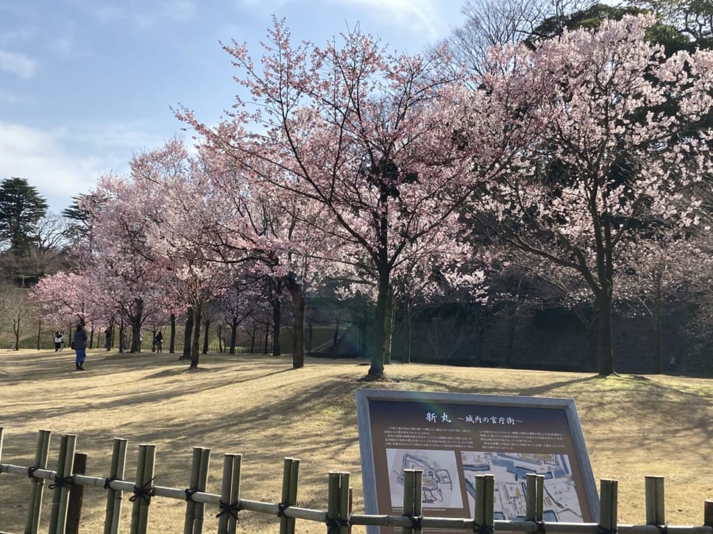 2021金沢城桜