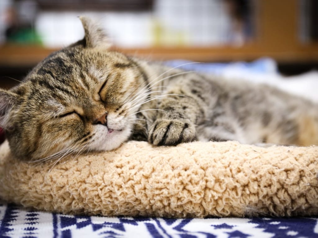 猫