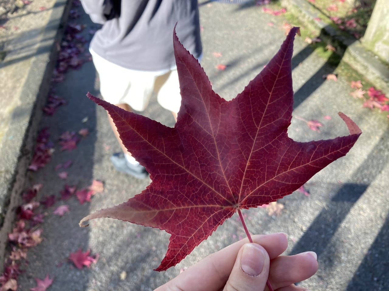 金沢市】21世紀美術館で開催中の吉村芳生展。鉛筆画が多くの人を魅了し 