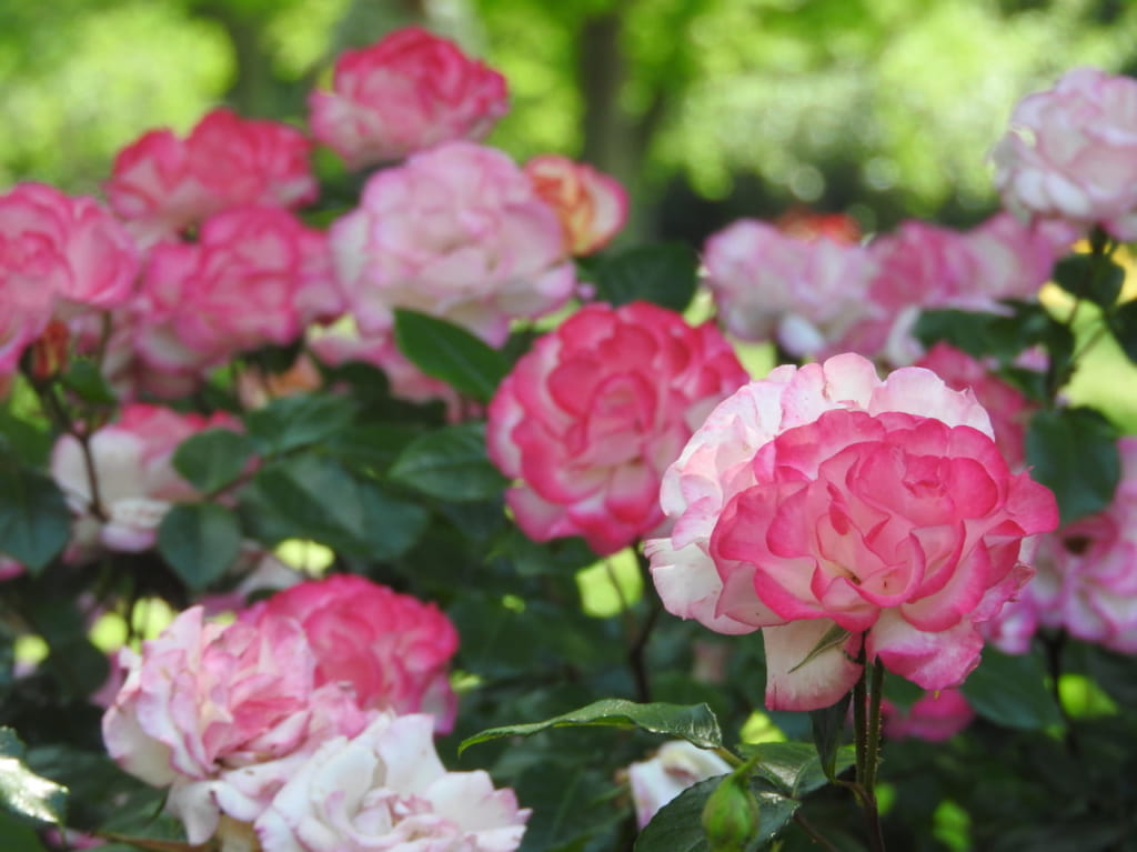 薔薇　ローズ