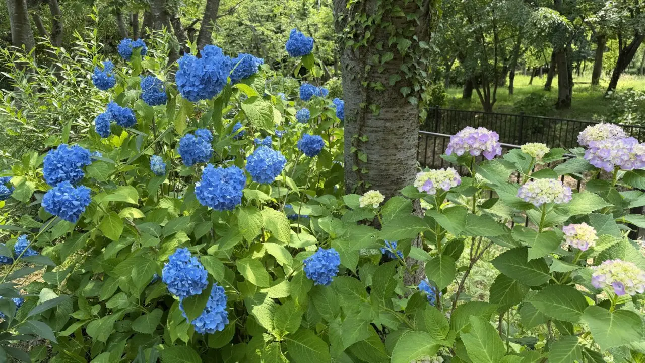 北部公園