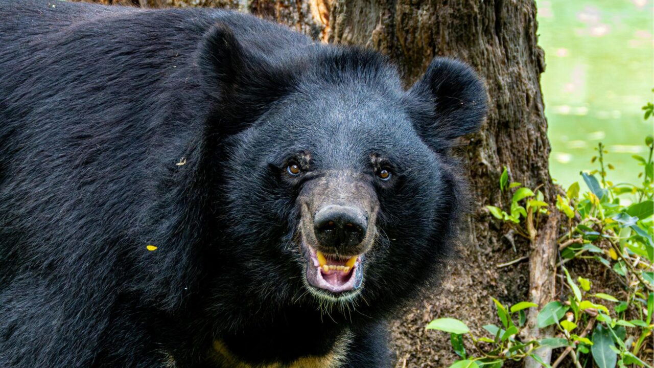 ツキノワグマ出没注意報